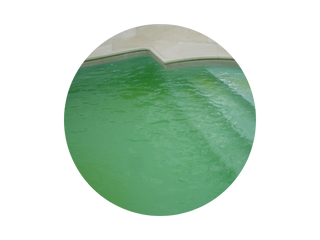 Algues Piscine