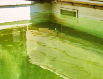 Paroi-gluante-algues_TeaserHighlight